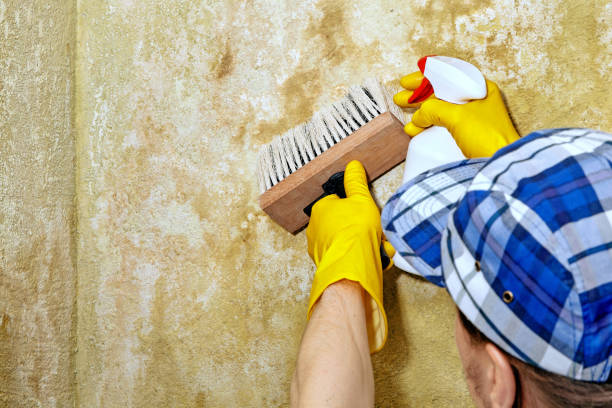 Mold Odor Removal Services in Middleborough Center, MA